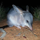 Bilbies are nocturnal.
